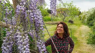 Come POTARE il GLICINE per avere belle fioriture 🌳