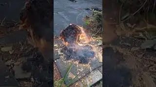 Уничтожение цитадели зла (осиного улья)