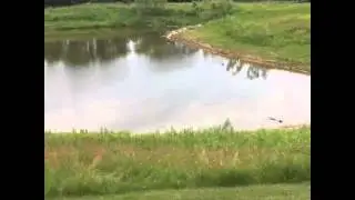 call ducks learning to fly