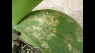 ÁCAROS NAS ORQUÍDEAS. 4 RECEITAS PARA ACABAR COM ELES.