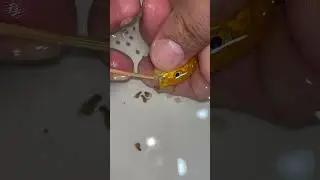 yellow princess fish becomes mother.❤️🐳 