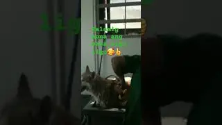 Maligo muna ang bata#tahimik #dog #husky #shorts #shortvideo #bunso Ego