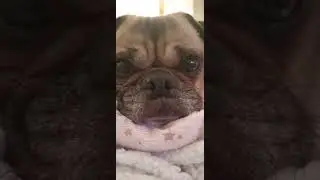 life could be a dream - rocky