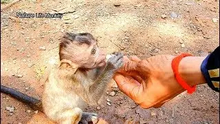 Poor baby Lizza cry beg food from Cameraman, Lizza cry so hungry milk but no mom