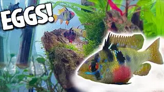 German Blue Rams laid eggs - What should u do now?