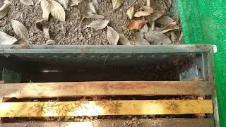 Green ants destroy my honeybees
