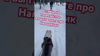 Amstaff Boy and all without muzzles 😂 