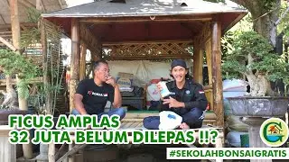2 HOKIANTEA + 17 JUTA MASIH BELUM BISA BAWA PULANG AMPLAS INI! || #SEKOLAHBONSAIGRATIS