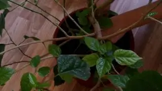 ГИБИСКУС Пересадка гибискуса Hibiscus Китайская роза