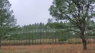 Pheasant Hunt