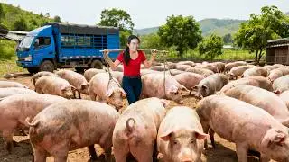 Buy 1000+ Giant Pigs from Villagers Transport by Truck to the Livestock Market | Dao’s Country Life