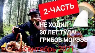 ГРИБЫ В ПОЗАБЫТОМ ЛЕСУ ИЗ 1991года- ЧАСТЬ-2, ПОДМОСКОВЬЕ 2021