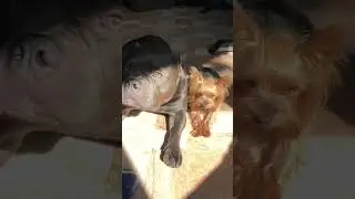 Мы на солнышке лежим @shorts