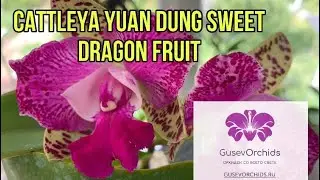 Орхидея Cattleya Yuan Dung Sweet Dragon fruit