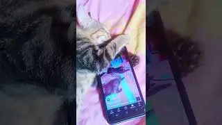 Nonton ketiduran