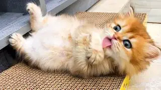 Once upon a time there lived the cutest kitten Leah