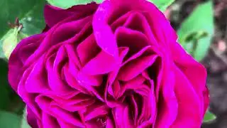 Flowers in the garden ❤️❤️❤️@DK05062024