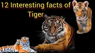 12 Incredible facts about Tiger#tiger #education #facts #animal