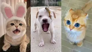 cute Dogs and Cats / Funny moments in life - pet lover 007 # LA