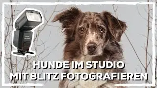 Hunde Fotografie im Heimstudio - Hundeportrait im Wohnzimmer mit Blitz