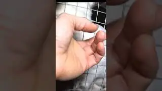 ЗАЧЕМ подгрудок у крольчих? 
