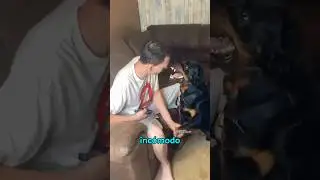 A este Rottweiler no le gusta que le corten las uñas