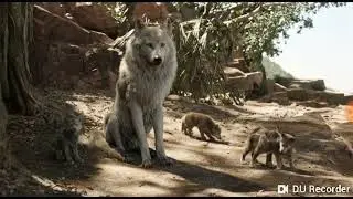 Shere Khan kills akkela (the jungle book 2016)