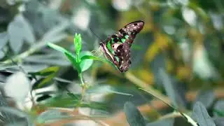 The Spring Relaxing Music Video