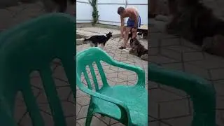 команды хаски и маламут