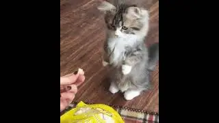 Мнямки
