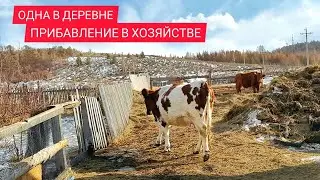 LIFE IN THE VILLAGE OF SIBERIA WHY I NEED A DACHA | BOUGHT NEW ANIMALS | GOLDEN FIREWOOD