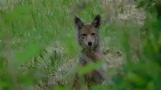 Close ENCOUNTER with a Coyote!