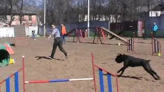 деля 2