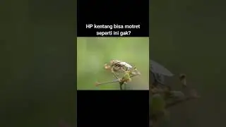 Perhatikan Hewan Ini !!! Kepalanya Mirip Organ Manusia ? Tips Belajar Fotografi Makro