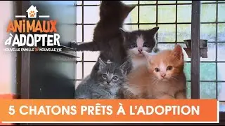 Cinq chatons sont retrouvés dans un carton par la SPA - Animaux à adopter