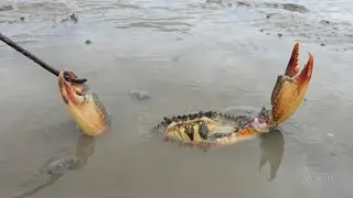 Amazing Catching Huge Mud Crabs In Muddy at Swamp after Water Low Tide