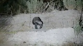 Honey Badger and a Burrow Surprise