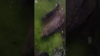 IKAN GURAME KELELAHAN😅