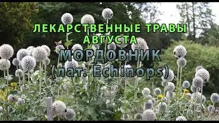 Лекарственные растения августа "Мордовник"