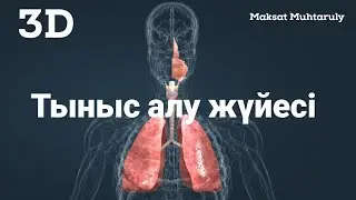ТЫНЫС АЛУ ЖҮЙЕСІ