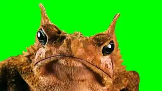FROG green screen animation | 
