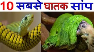 Top 10 Deadliest Snakes - 2023 Most Dangerous Snake In The World