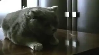 Как вычесать кота чтобы он был плюшевым.