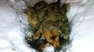 Примерзшего к пледу старого пса бросили умирать...