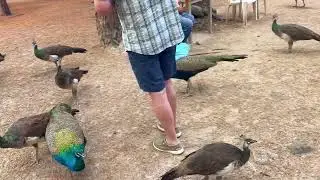 Остров Кос, Греция. Город, горы, заповедник/Kos Island, Greece