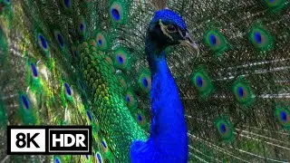 Wildlife Animals 8k HDR Video Test Ultra HD