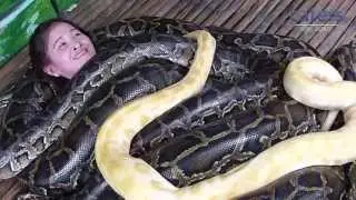 Adrenaline Junkies Have Snake Massage
