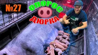 №27 ОПОРОС СВИНОМАТКИ ПОРОДЫ ДЮРОК!!!/ВАРИМ ОТКИДУШКИ ДЛЯ КЛЕТКИ!!!/ЗАБРАЛИ ПОРОСЯТ!!!