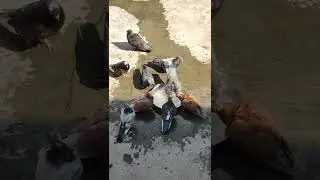 Pigeon bath. 4k video