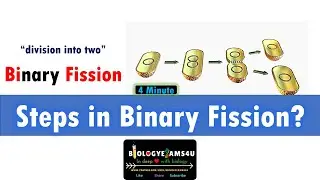 What are the steps of Binary fission? What is Z ring?
